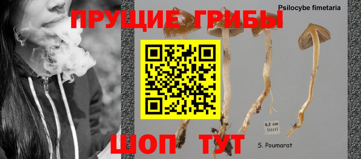 Галлюциногенные грибы Psilocybe Новотроицк